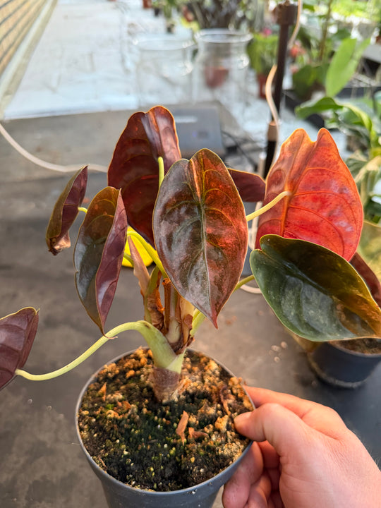 Alocasia Cuprea pink variagata
