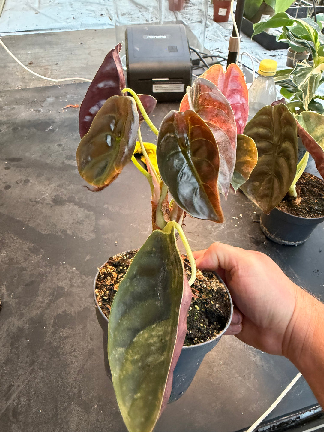 Alocasia Cuprea pink variagata