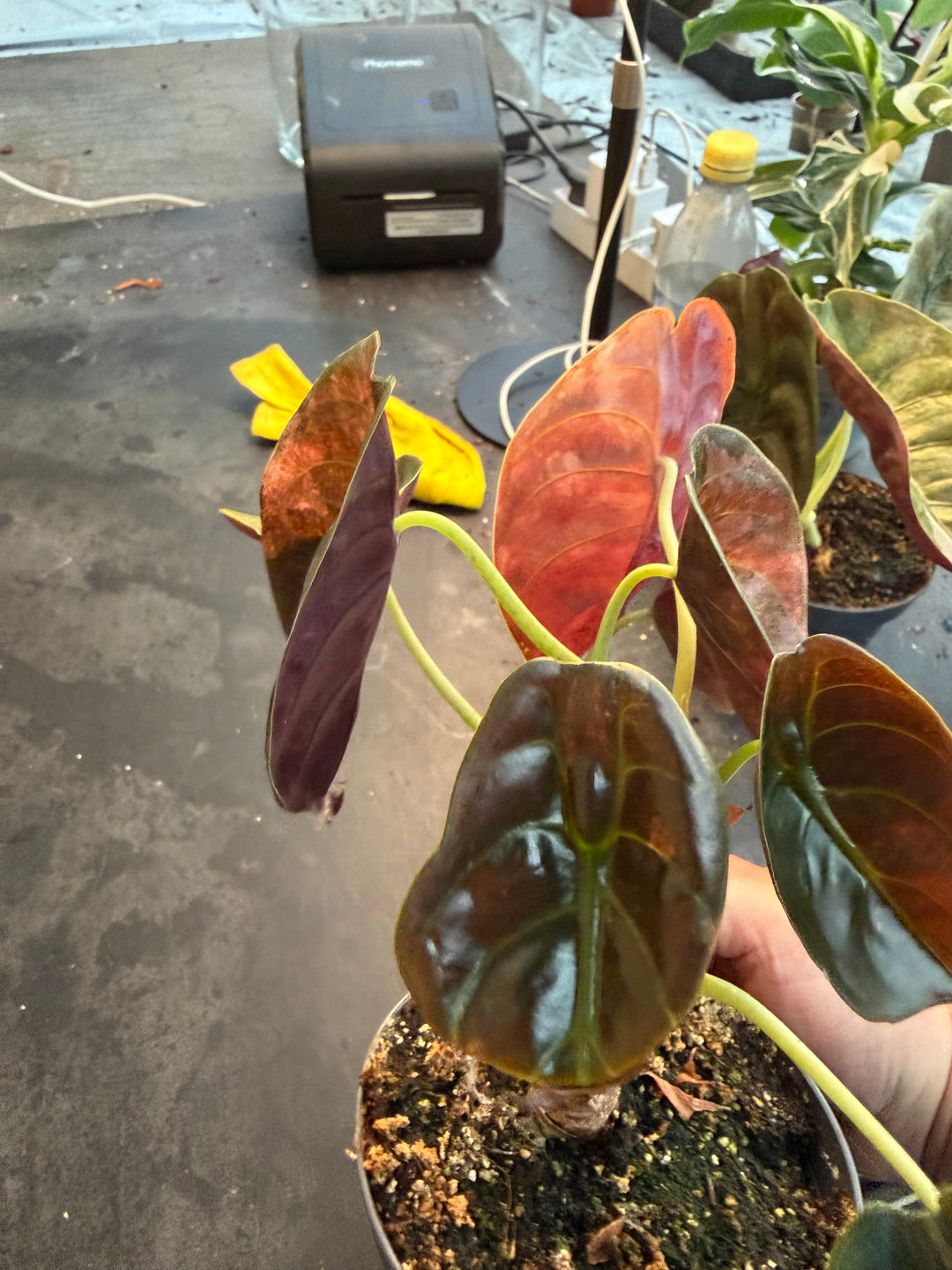 Alocasia Cuprea pink variagata