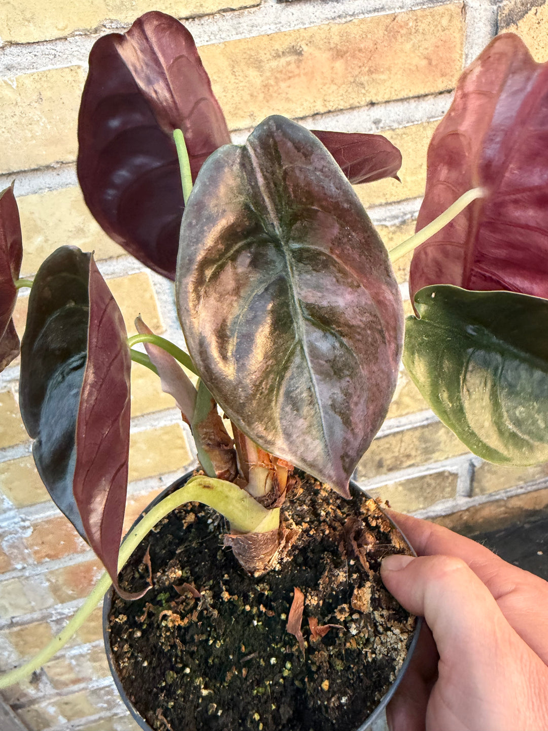 Alocasia Cuprea pink variagata