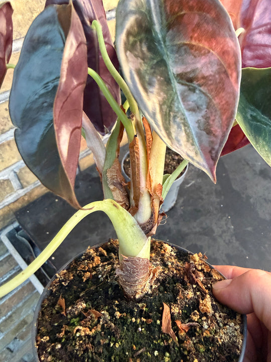 Alocasia Cuprea pink variagata