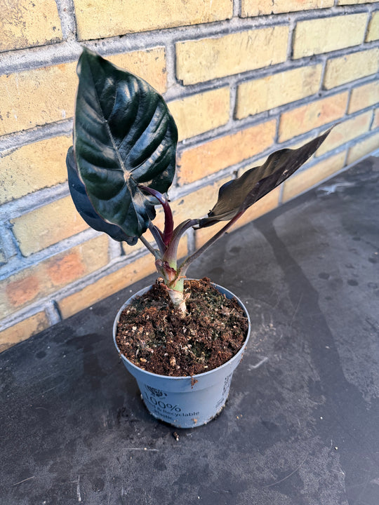 Alocasia Black magic