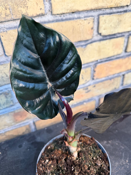 Alocasia Black magic