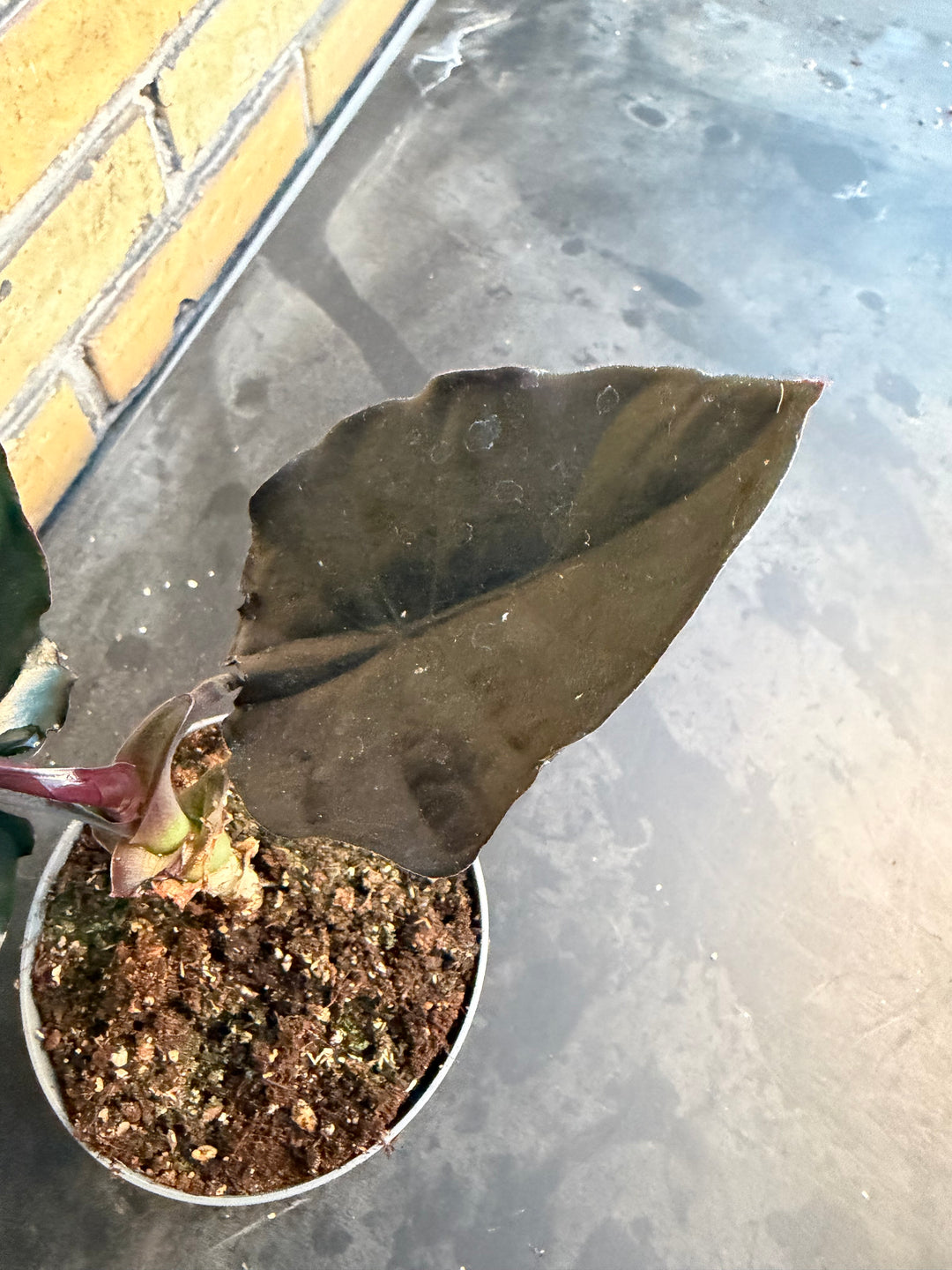 Alocasia Black magic