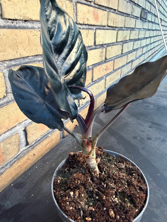 Alocasia Black magic