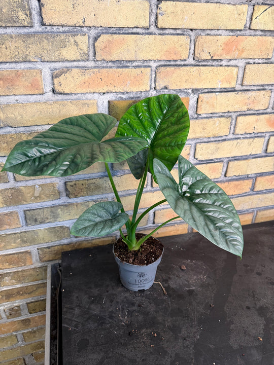 Alocasia lukiwan XXL