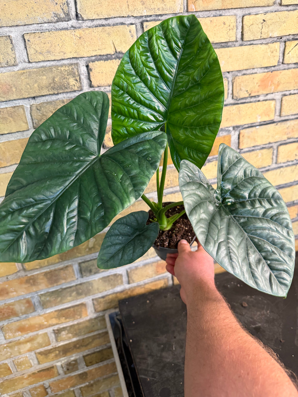 Alocasia lukiwan XXL