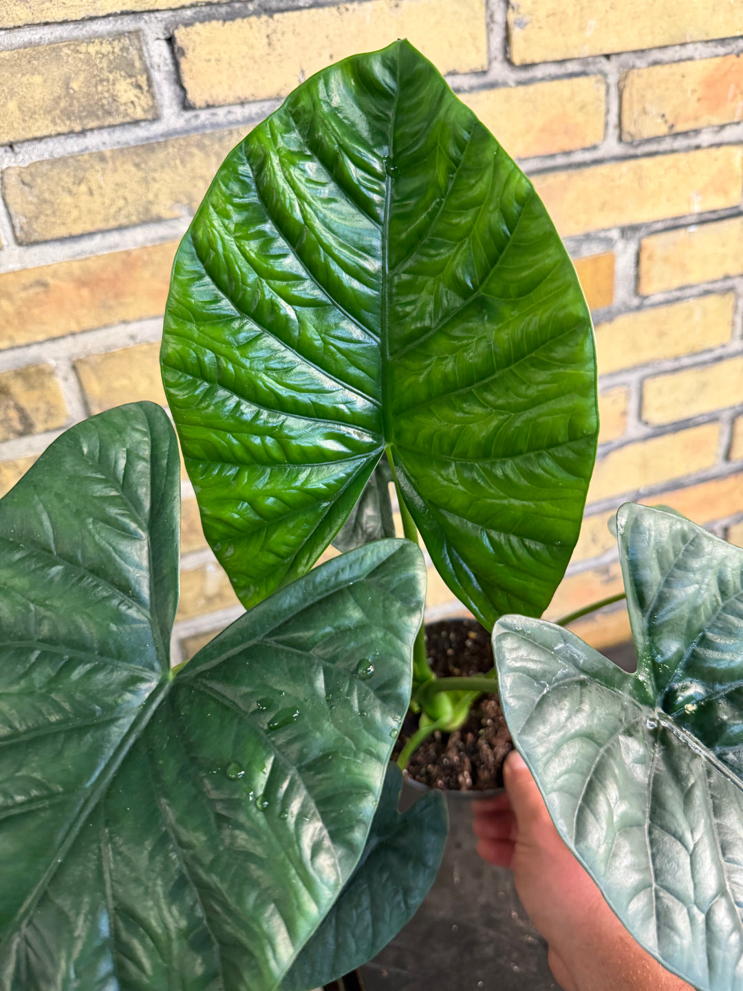 Alocasia lukiwan XXL