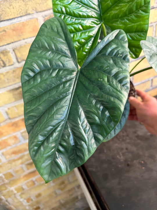 Alocasia lukiwan XXL