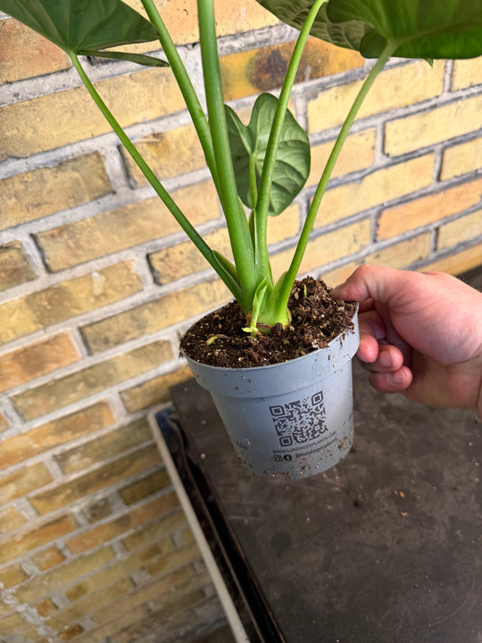 Alocasia lukiwan XXL