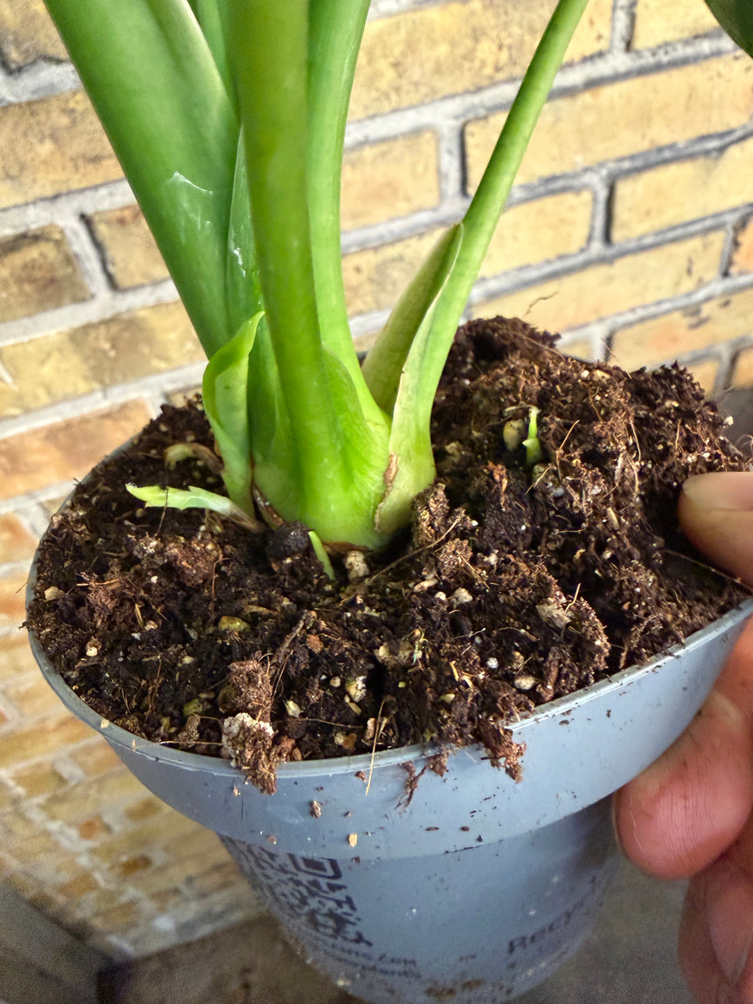 Alocasia lukiwan XXL