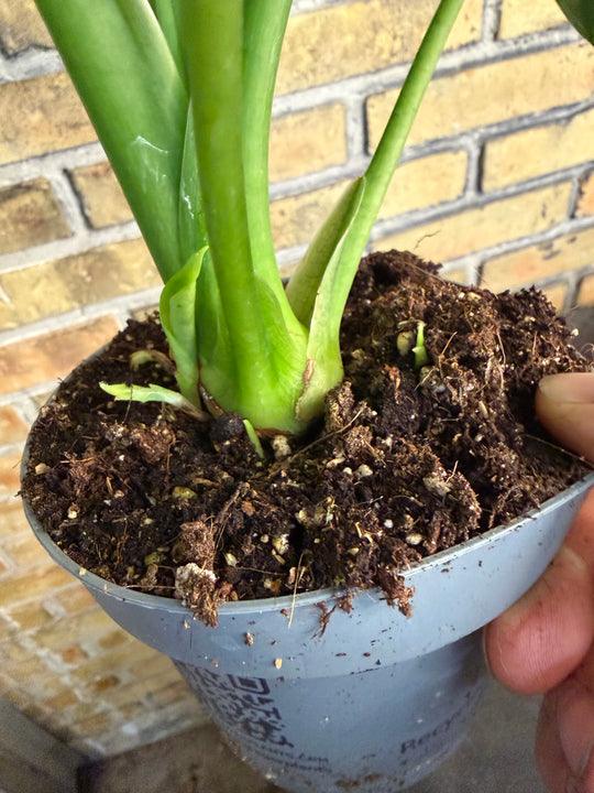 Alocasia lukiwan XXL