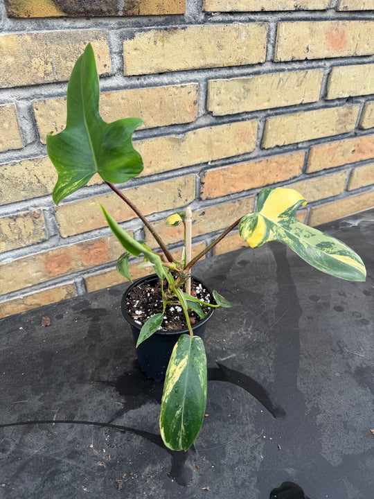Philodendron Florida beauty