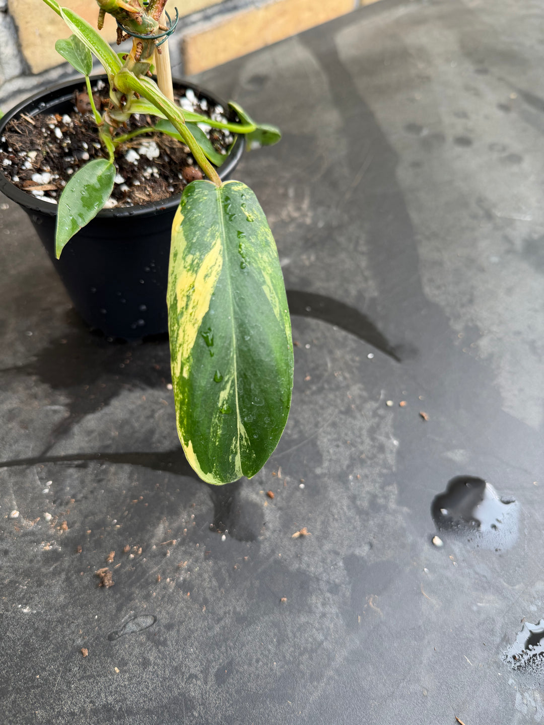 Philodendron Florida beauty