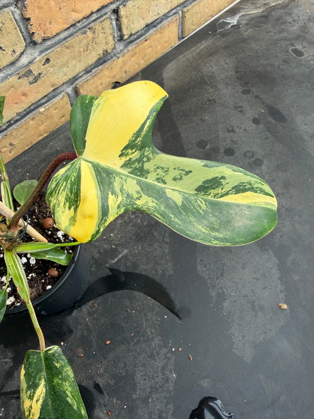 Philodendron Florida beauty