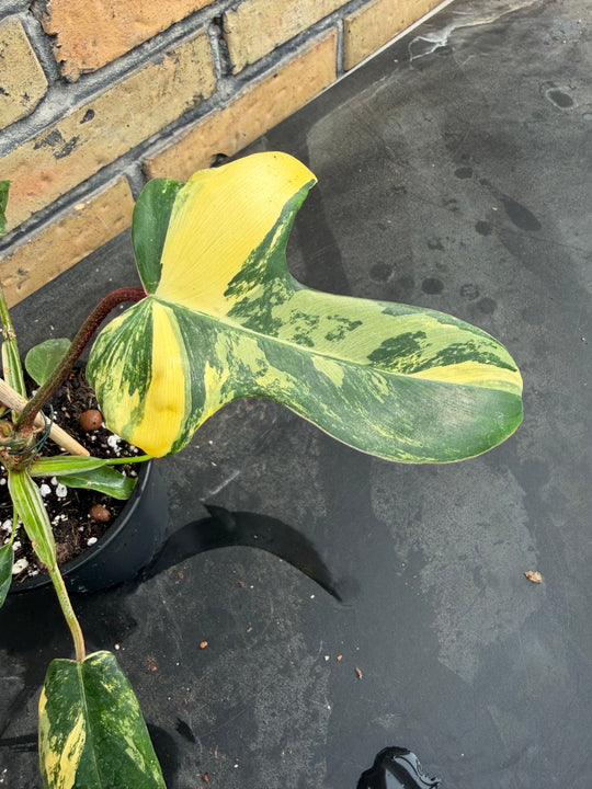 Philodendron Florida beauty