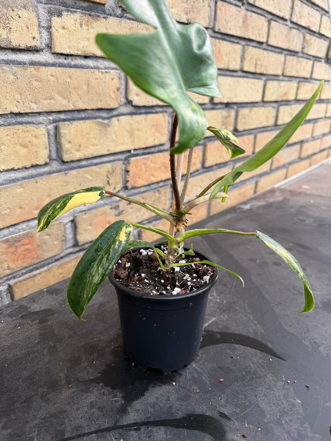 Philodendron Florida beauty