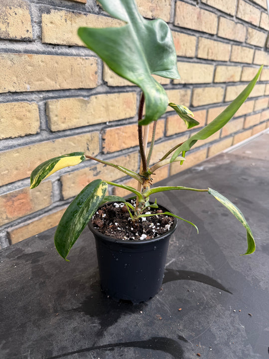 Philodendron Florida beauty