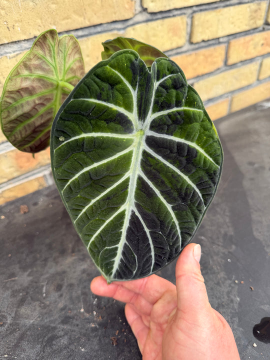 Alocasia Ninja grøn på grøn