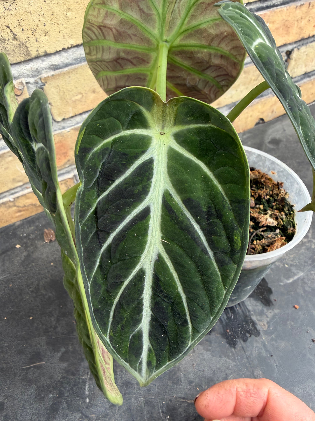 Alocasia Ninja grøn på grøn