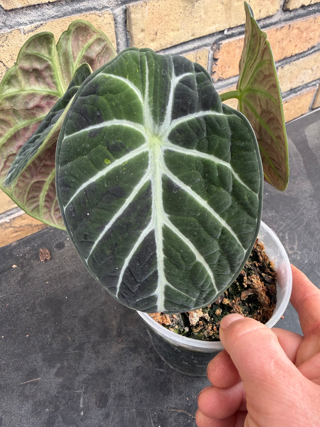Alocasia Ninja grøn på grøn