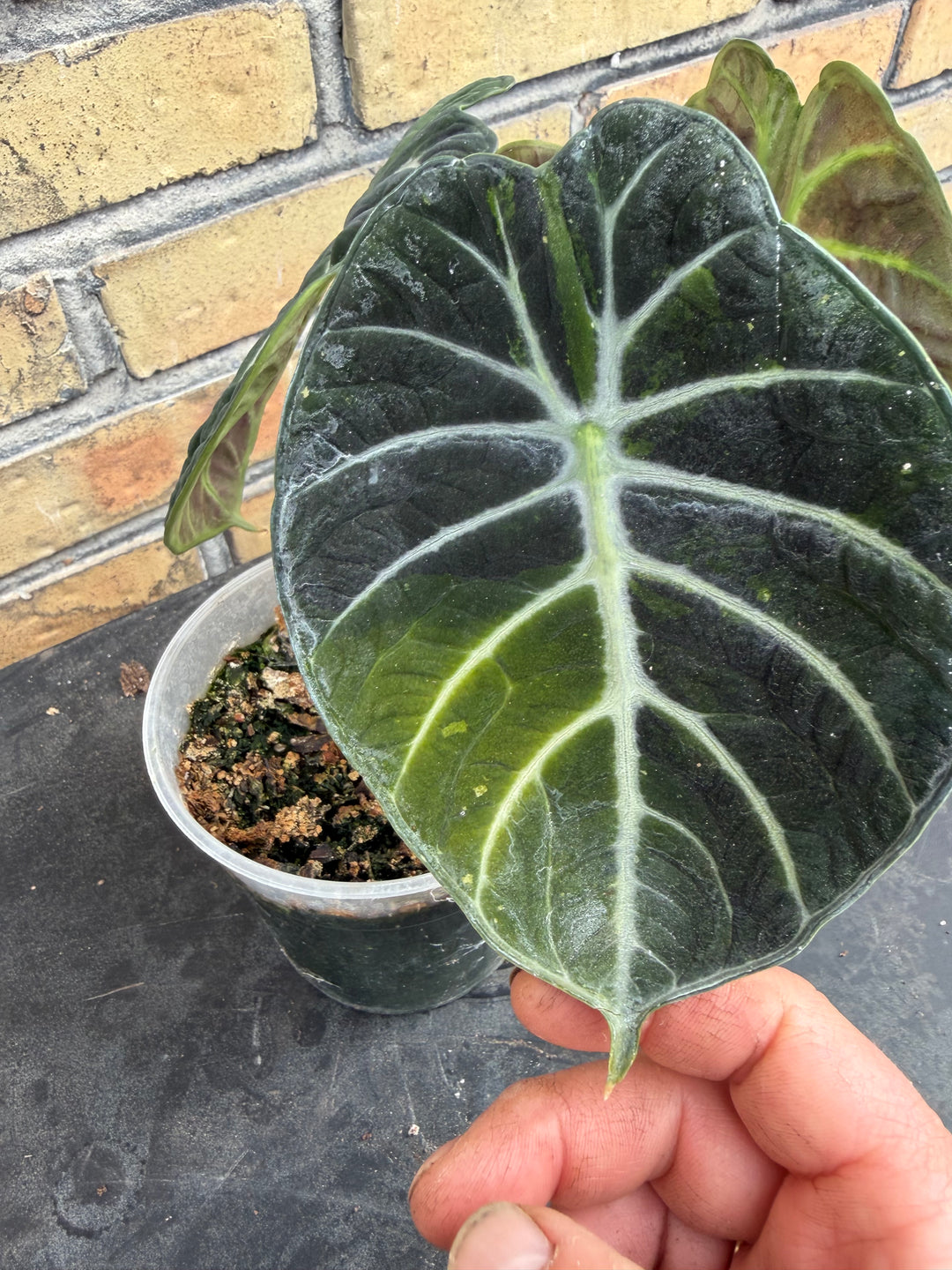Alocasia Ninja grøn på grøn