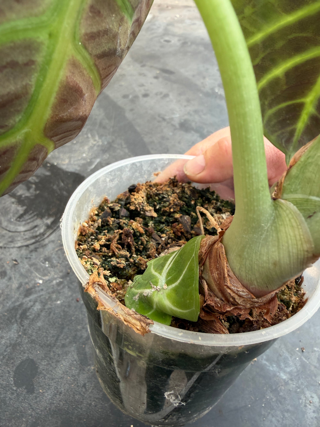 Alocasia Ninja grøn på grøn