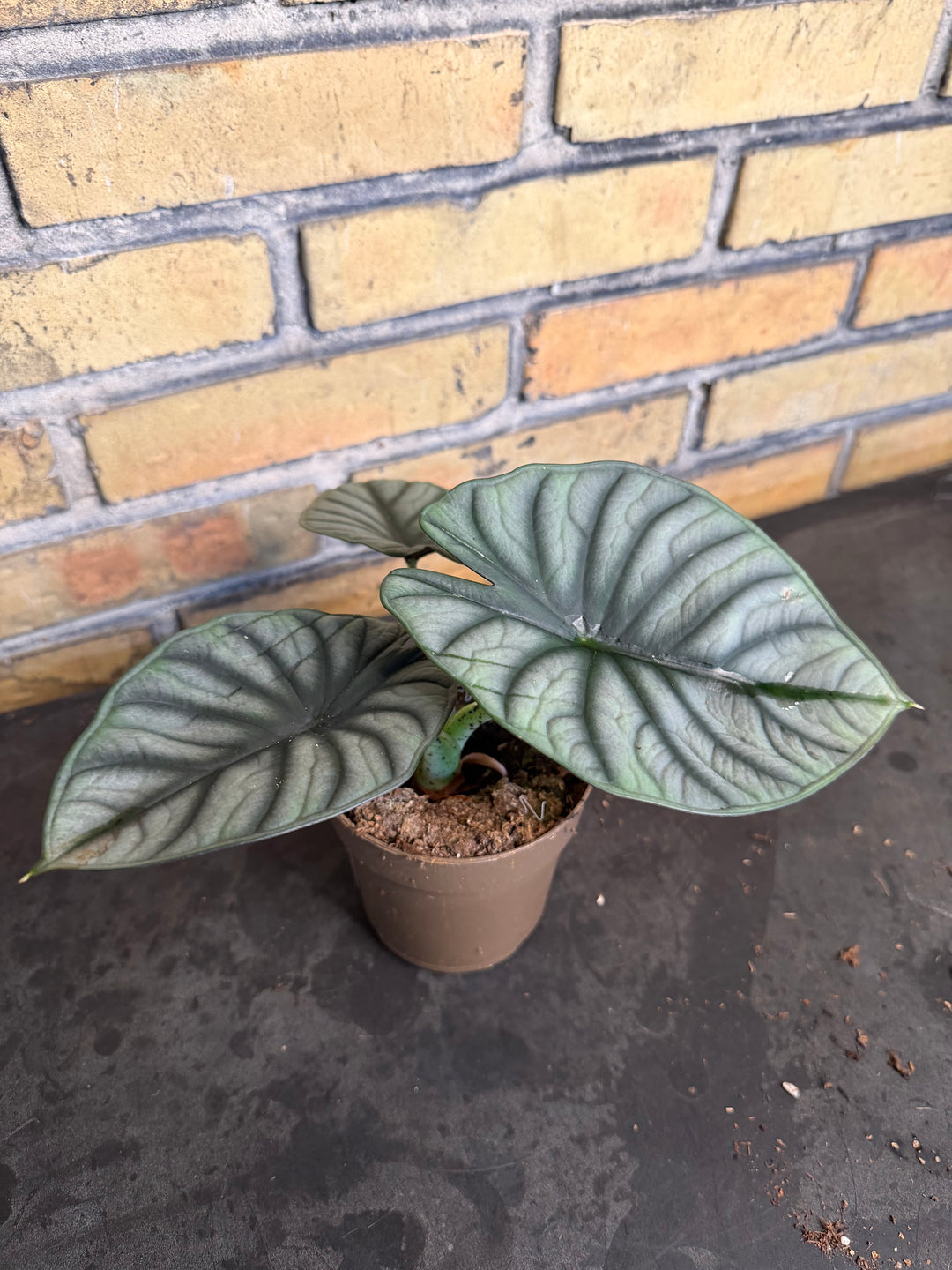 Alocasia nebula