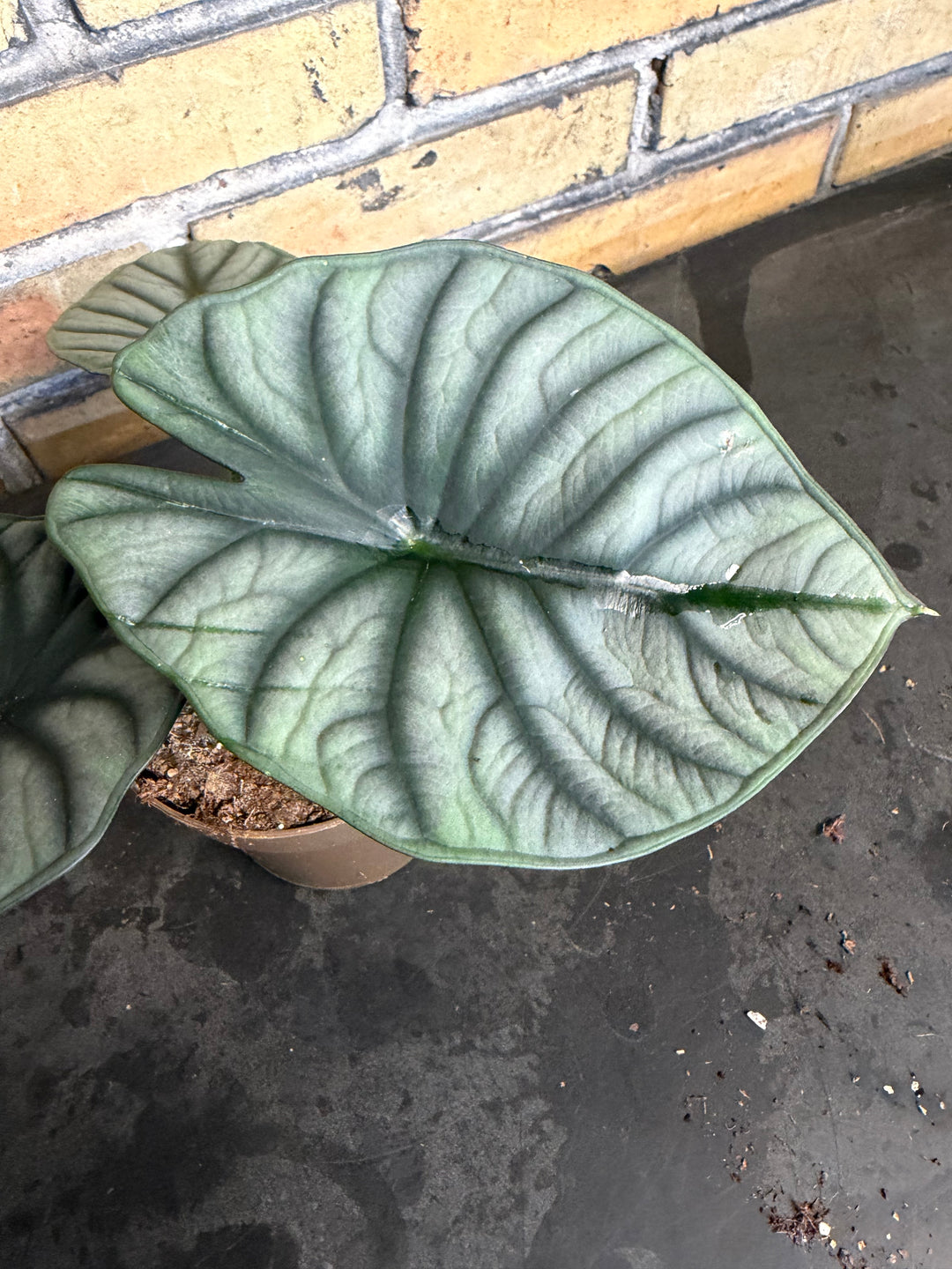 Alocasia nebula