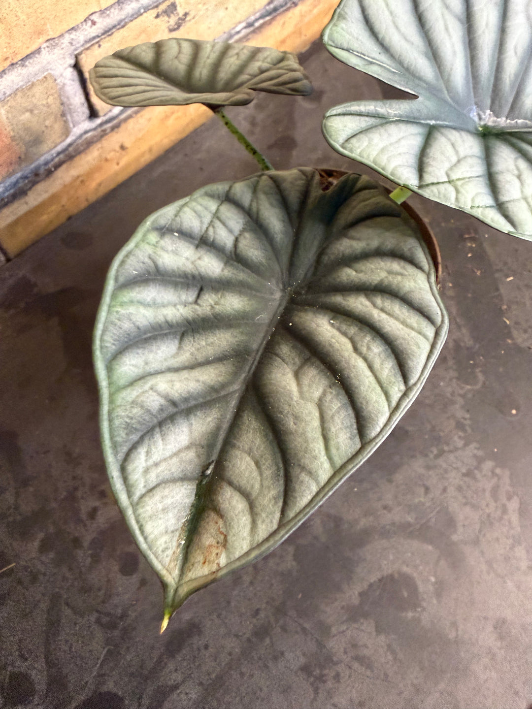 Alocasia nebula