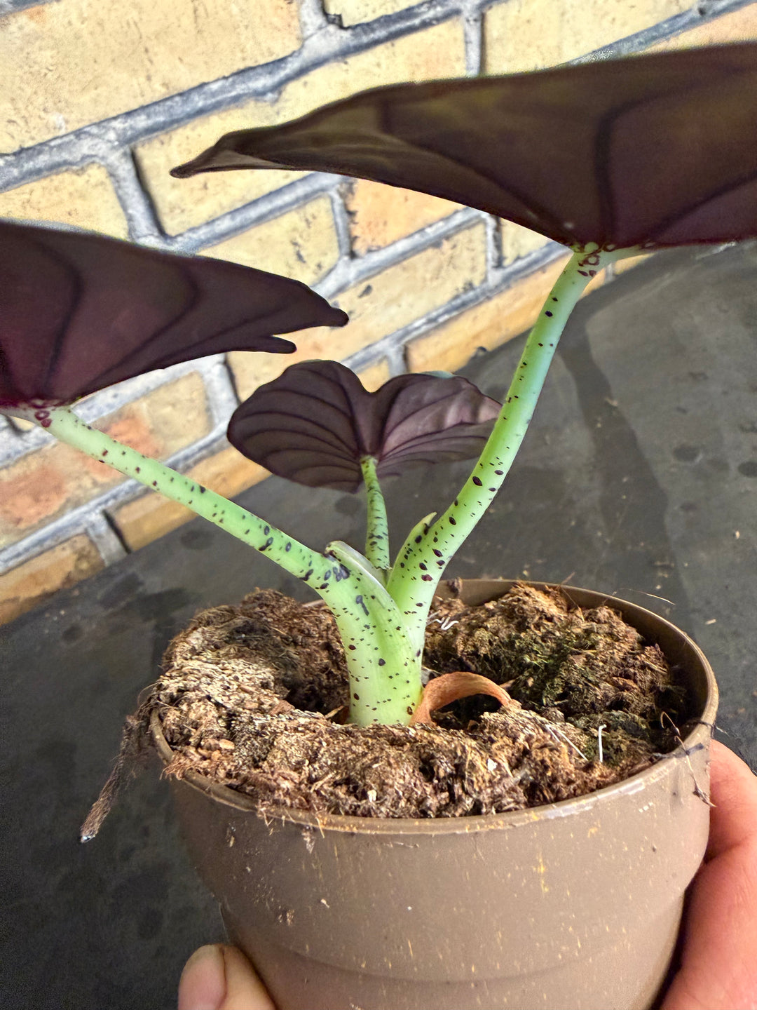 Alocasia nebula