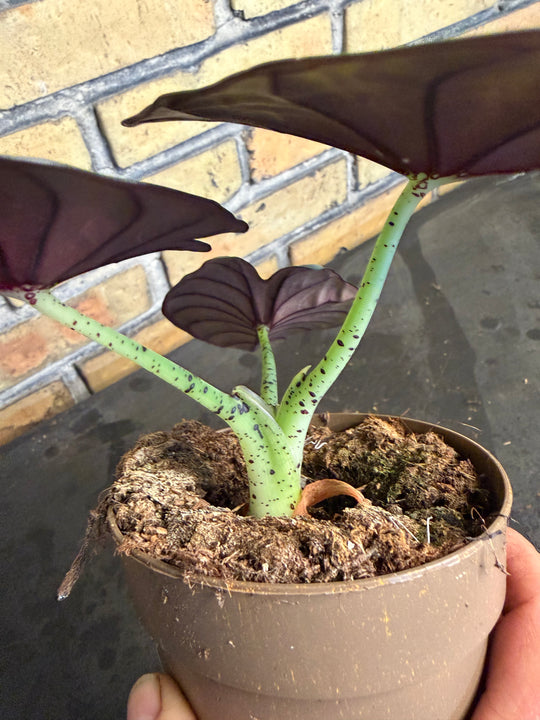 Alocasia nebula