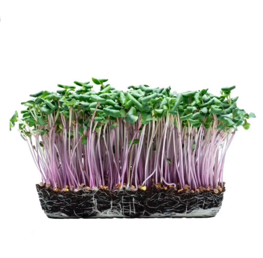 Pink Radish Microgreens