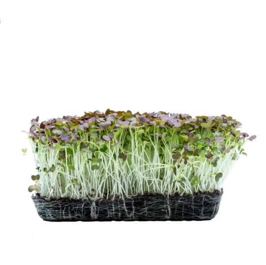 Red Mustard Microgreens