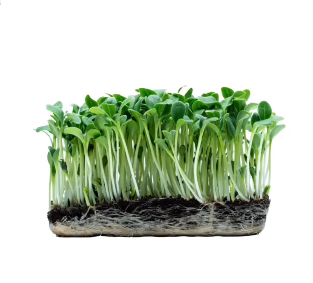 Borage Microgreens Organic