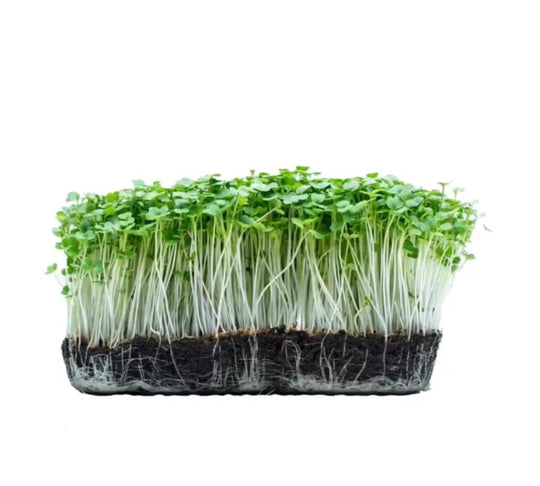 Green Mustard Microgreens