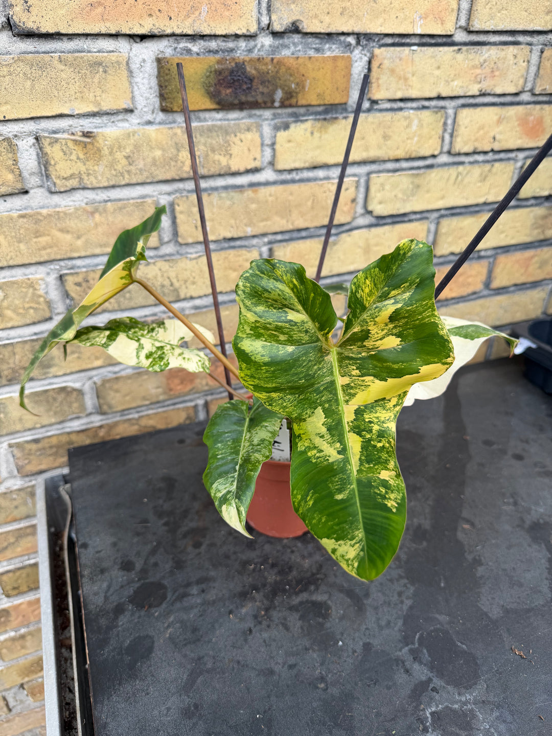 Philodendron Florida beauty x Billietiae