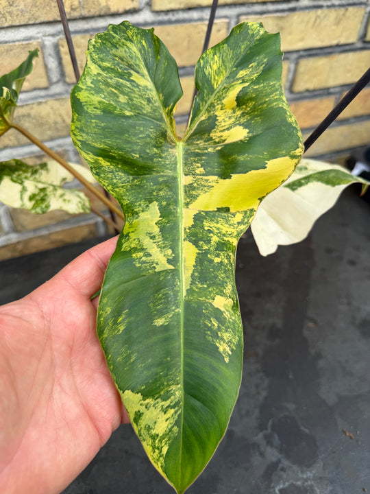 Philodendron Florida beauty x Billietiae