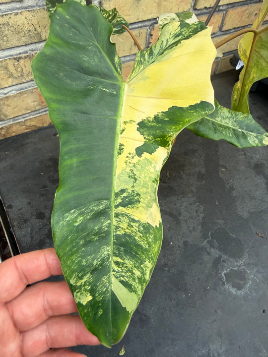 Philodendron Florida beauty x Billietiae