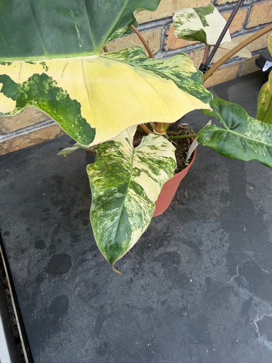 Philodendron Florida beauty x Billietiae