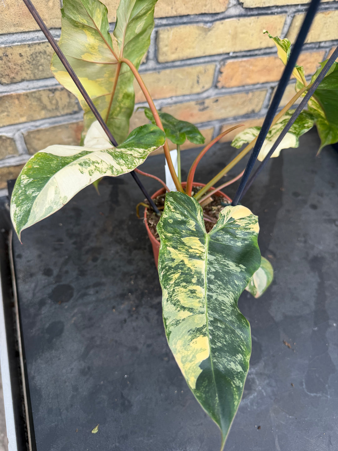 Philodendron Florida beauty x Billietiae