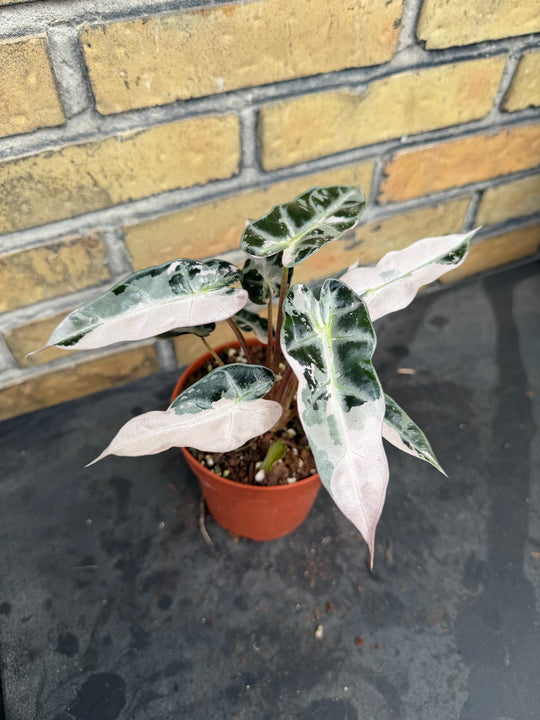 Alocasia bambino pink