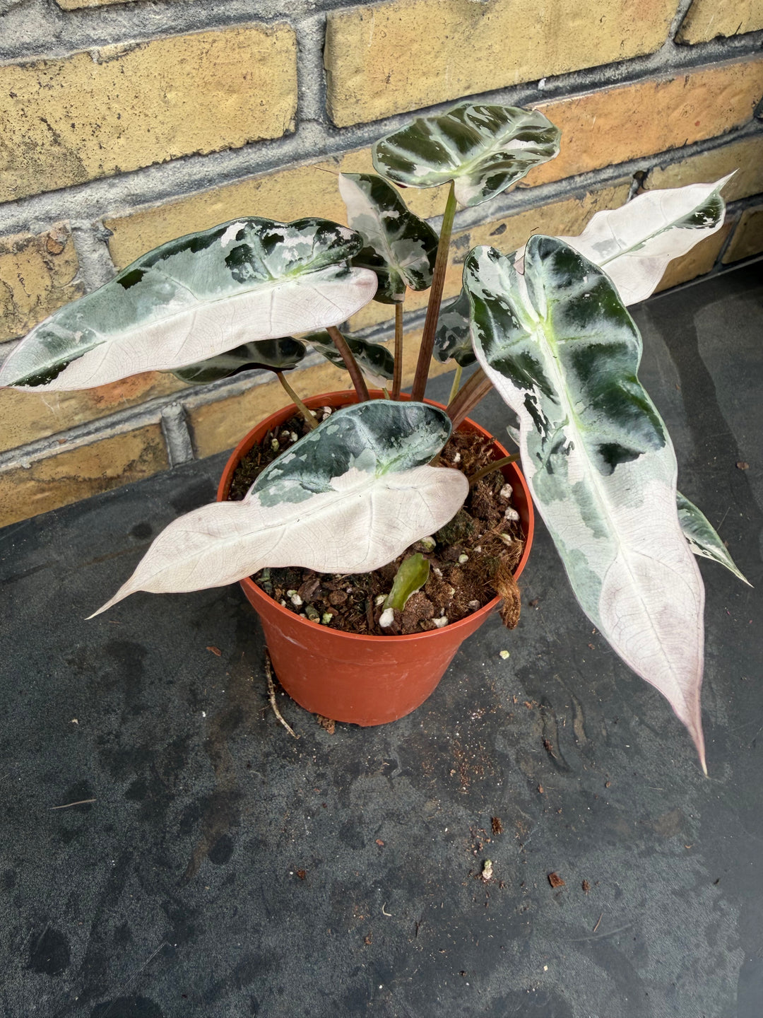 Alocasia bambino pink