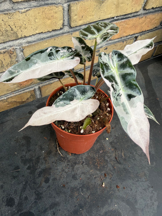 Alocasia bambino pink