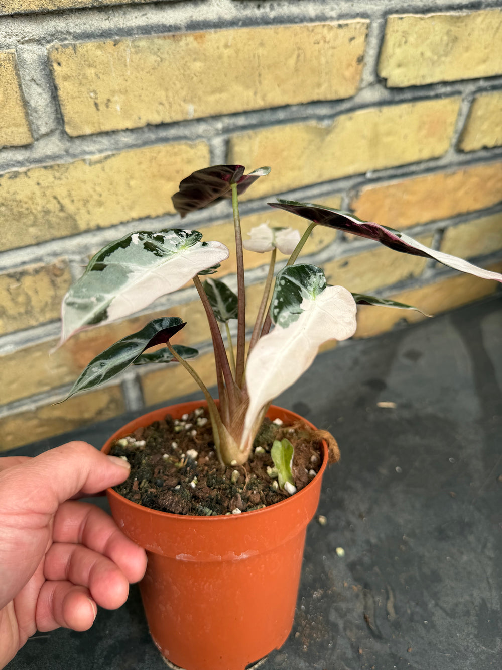 Alocasia bambino pink