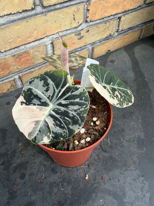 Alocasia Black velvet pink