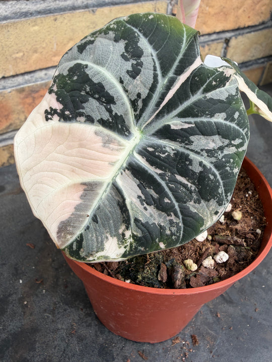 Alocasia Black velvet pink