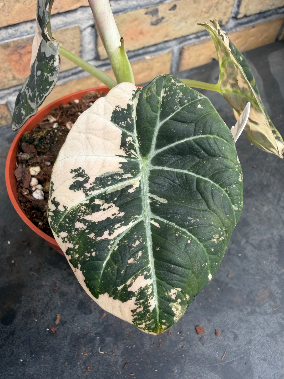 Alocasia Black velvet pink