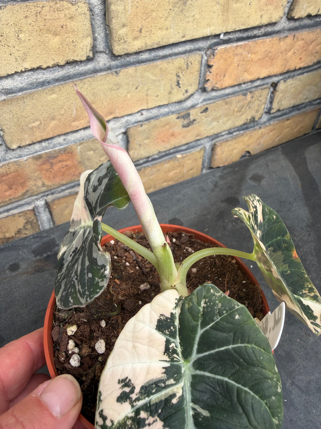 Alocasia Black velvet pink