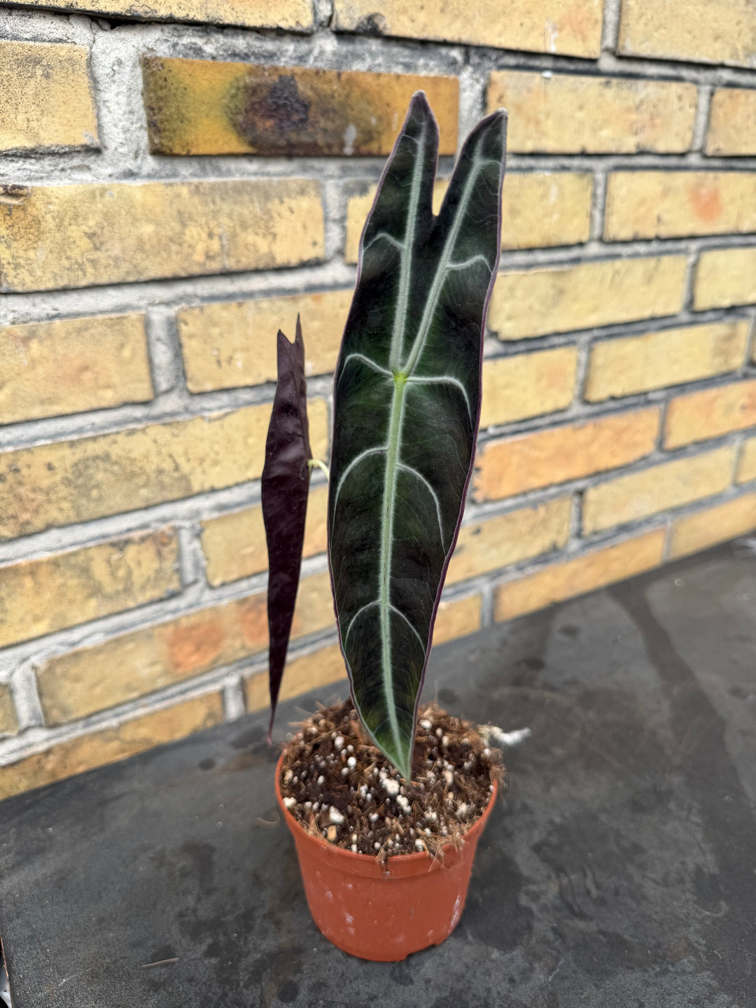 Alocasia longiloba purple
